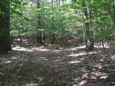 The Head stones are through the trees to the left