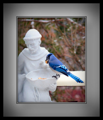 1/16 Baldy and the Blue Jay