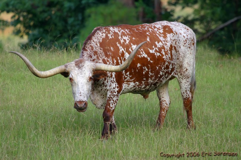 Smiling Steer