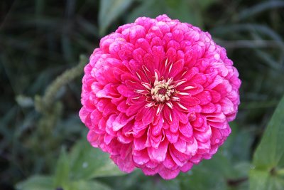 Pink Lady