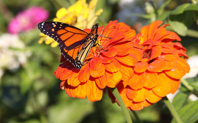 Butterfly's Dream