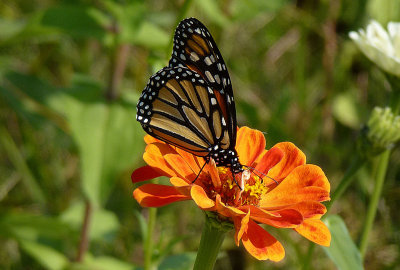Butterfly's kiss