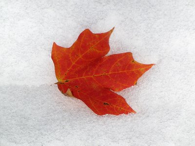 Leave on Snow