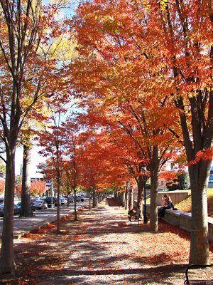 Princeton Downtown