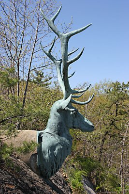 Deer at Bear Mountains, NY