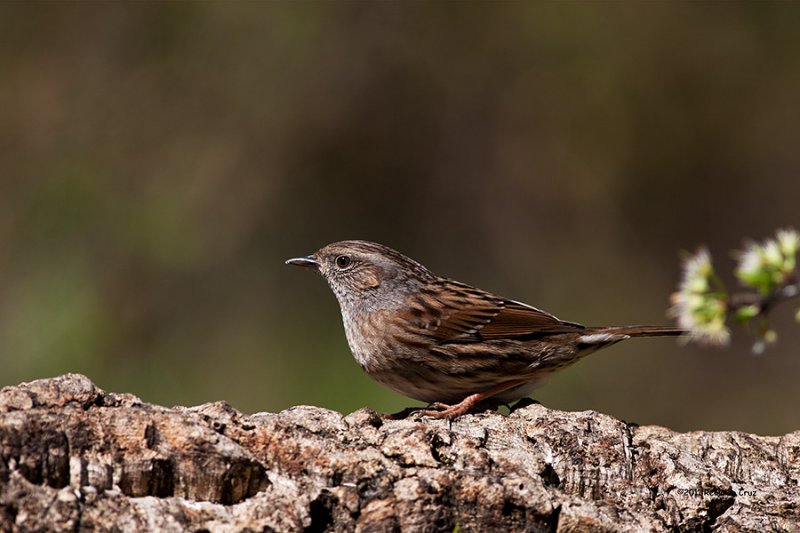 Ferreirinha --- Dunnock --- (Prunella modularis ) 