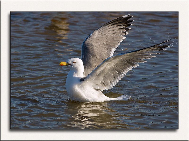 Gaivota-de-patas-amarelas  ---  Yellow-legged Gull  ---  (Larus michahellis)