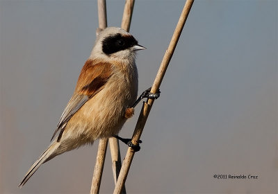 Chapim-de-mascarilha  ---  Pendulin Tit  ---  (Remiz pendulinus)
