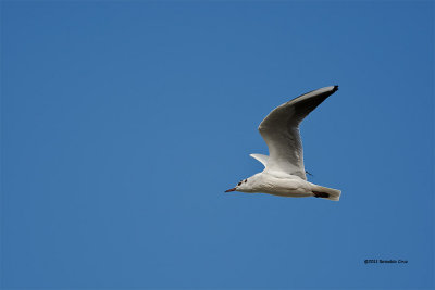 Gaivota-de-cabea-preta  ---  Mediterranean Gull  ---  ( Larus melanocephalus)
