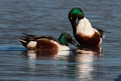 Pato-trombeteiro  ---  Shoveler  ---  (Anas clypeata)