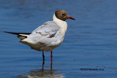 Guincho  ---  Black-headed Gull  ---  ( Chroicocephalus ridibundus )