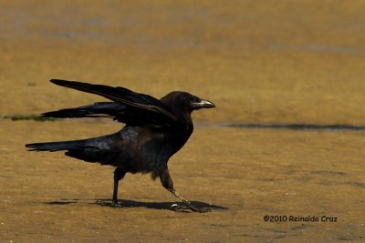 Corvo Corvus  ---  Raven  ---  (corax)