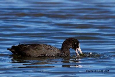 Galeiro  ---  Coot  ---  (Fulica atra )