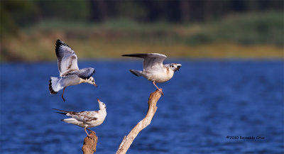 Guinchos  ---  Black-headed Gulls  ---  ( Chroicocephalus ridibundus )