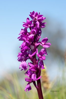 Satirio-macho  ---  Early purple orchid   ---  Orchis mascula