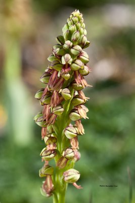 Orqudea dos rapazinhos   --- Man orchid  ---  Aceras anthropophorum