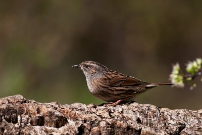 Ferreirinha --- Dunnock --- (Prunella modularis ) 