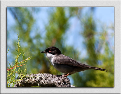 Toutinegra-de-cabea-preta    ---  SardinianWarbler  ---  (Sylvia melanocephala)
