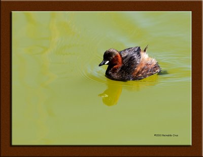 Mergulho-pequeno  ---   Little Greb  ---  (Tachybaptus ruficollis)