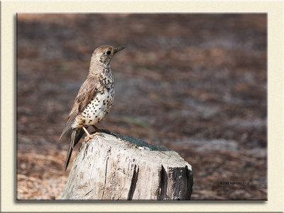 Tordoveia  ---   MistleThrush  ---  (Turdus viscivorus)