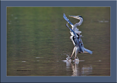 Gara cinzenta --- Grey Heron --- (Ardea cinerea)