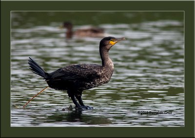 Corvo-marinho  ---  Cormorant  ---  (Phalacrocorax carbo )