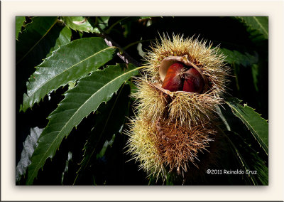 Castanhas --- Chestnut s