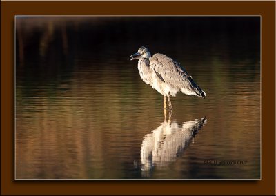 Gara cinzenta --- Grey Heron --- (Ardea cinerea)