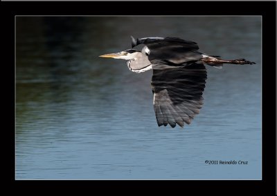 Gara cinzenta --- Grey Heron --- (Ardea cinerea)