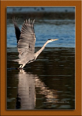 Gara cinzenta --- Grey Heron --- (Ardea cinerea)