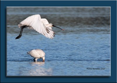 Colhereiro  ---  Spoonbill  ---  (Platalea leucorodia )