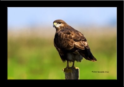 guia-dasa-redonda  --  Buzzard  --  (Buteo buteo )
