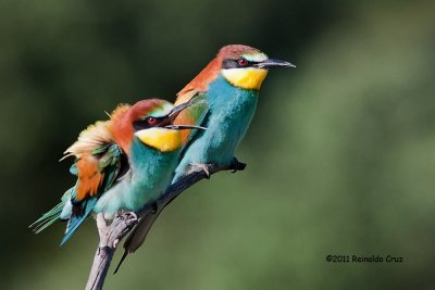 Abelharuco-comum --- Bee-eater --- (Merops apiaster)