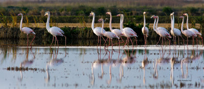 Flamingo --- Greater Flamingo --- (Phoenicopterus ruber ) 
