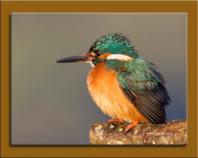 Guarda-rios-comum --- Kingfisher --- (Alcedo atthis) 
