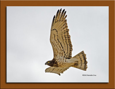 guia-cobreira  ---  Short-toed Eagle  ---  (Circaetus gallicus )