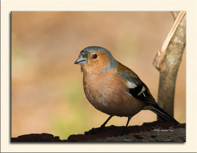 Tentilho  ---  Chaffinch  ---  Fringilla coelebs 