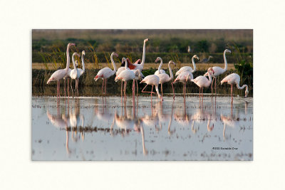 Flamingo --- Greater Flamingo ---  (Phoenicopterus roseus )