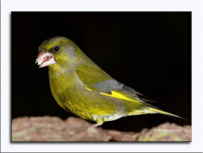 Verdilho  ---  Greenfinch  ---  (Carduelis chloris )
