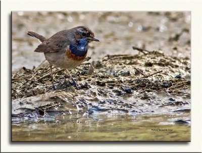 Pisco-de-peito-azul  ---  Bluethroat  ---  (Luscinia svecica) 