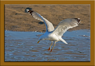 Gaivota-de-patas-amarelas  ---  Yellow-legged Gull  ---  (Larus michahellis)