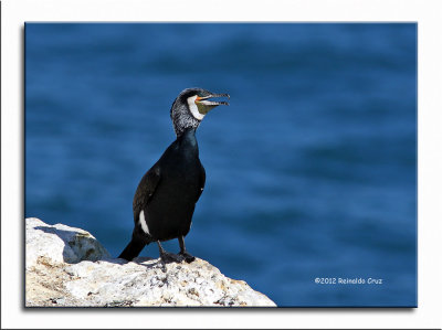 Corvo-marinho --- Cormorant --- (Phalacrocorax carbo)