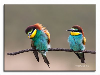 Abelharuco-comum --- Bee-eater --- (Merops apiaster)