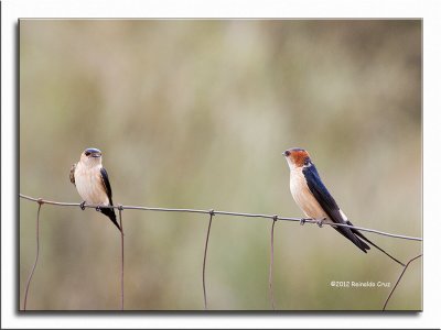 Andorinha-durica  ---  Red-rumped Swallow  ---  (Hirundo daurica )