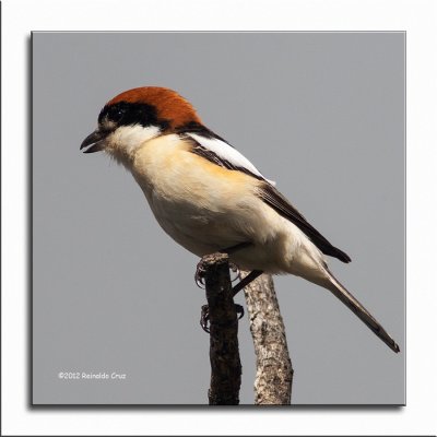Picano-barreteiro  ---  Woodchat Shrike  ---  (Lanius senator)