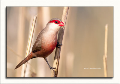 Bico-de-lacre  ---  CommonWaxbill  ---  (Estrilda astrild )