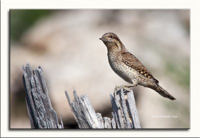 Torcicolo  ---  Wryneck  ---  (Jynx torquilla)