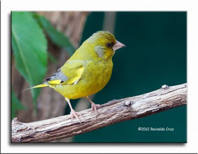 Verdilho --- Greenfinch --- (Carduelis chloris )