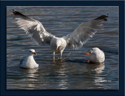 Gaivota-de-patas-amarelas  --  Yellow-legged Gull  --  (Larus michahellis)