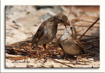 Pardal-comum  -  House Sparrow  -  (Passer domesticus)